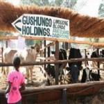 gushungo farm