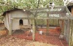 Villager caught stealing chicken during funeral