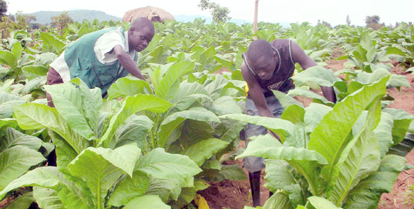 Tobacco farmers in Zimbabwe