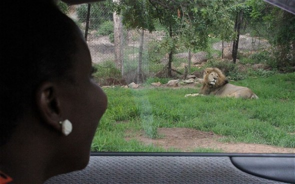 A woman watching a lion in a wildlife sanctuary in Kariba, near where the incident happened Photo: AP