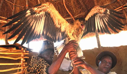 Chief Chiweshe and spirit medium Katombo Kanyai display the Zim­babwe bird which landed at the spirit medium’s home­stead