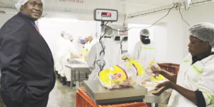 Chicken Farmer: Gideon Gono at his farm