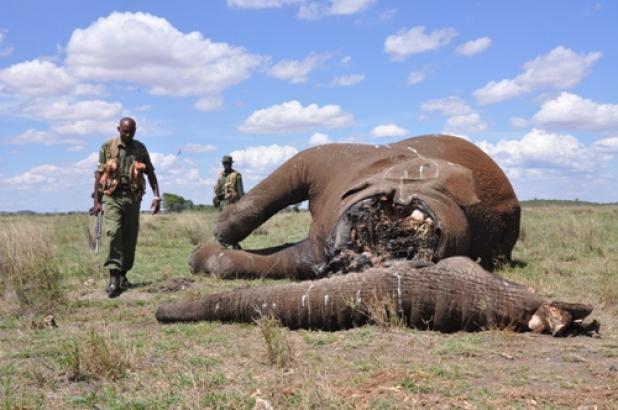 81 elephant carcasses have been discovered since late last month, and it is not known how many other animals have been affected by the cyanide poisoning