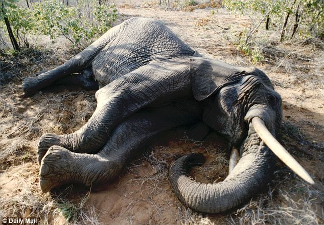 The poaching syndicate that has been killing elephants by cyanide poisoning in Hwange National Park has been operating for the past five years.