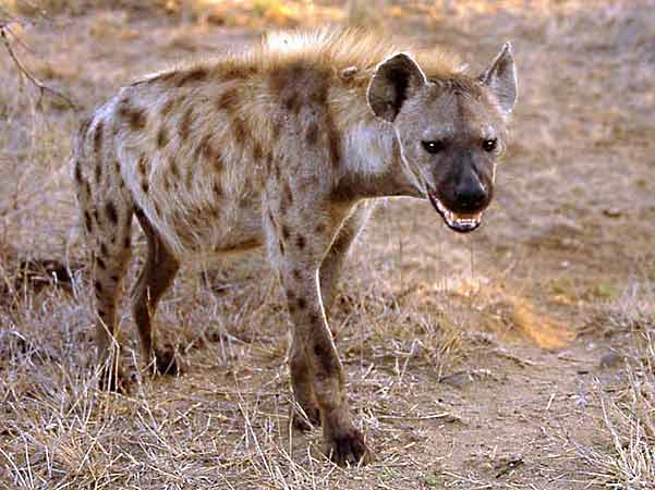 Buhera man has private parts savaged by hyena, animal also attacks 10 year old