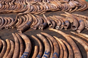 Elephant tusks (file photo)