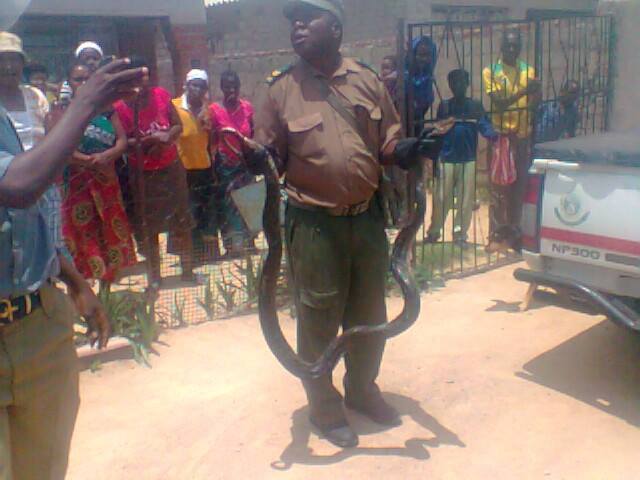 The snake that entered Chitungwiza home