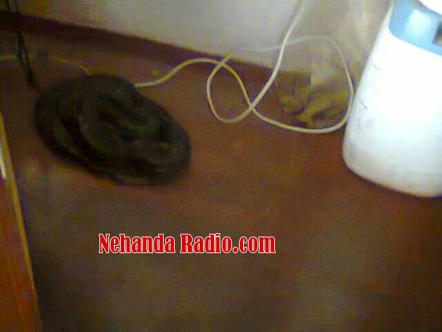 The snake in the house 