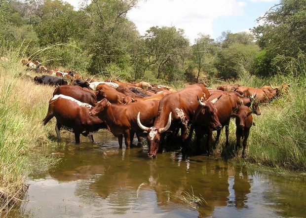 Trio arrested for stealing 150 cattle