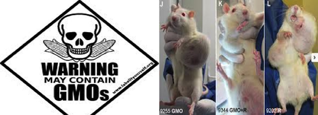 Silent killer in our Homes: The unintended consequences of GMO foods
