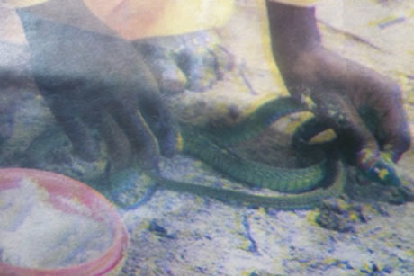 Madzibaba Samson handling the snake after it was sprinkled with mealie-meal