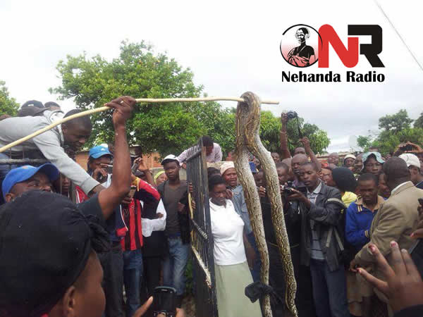 bulawayo snake