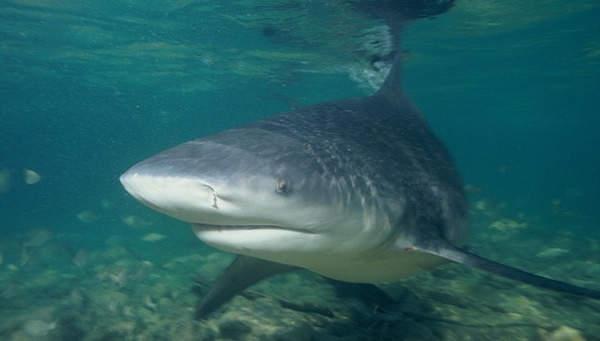 Heroic Zim soldiers swim to safety in shark infested Atlantic Ocean