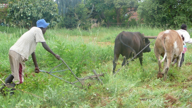 A man ploughing in Zimbabwe (file picture)