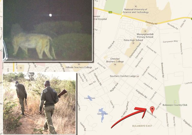 A cellphone image of the lion taken by Ngqabutho Mpofu on Tuesday night (top). National Parks and Wildlife Management Authority rangers track the lion spoor in Fortunes Gate, Bulawayo yesterday
