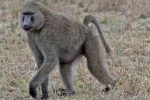 Baboon urine a hit with Zimbabwean women Baboon urine a hit with Zimbabwean women