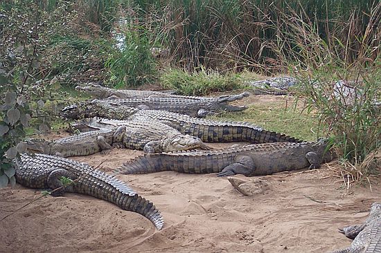 Farmed crocodiles around Lake Kariba