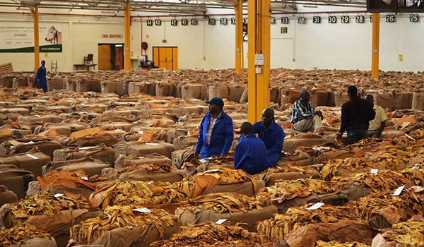 Tobacco exports reach $164 million