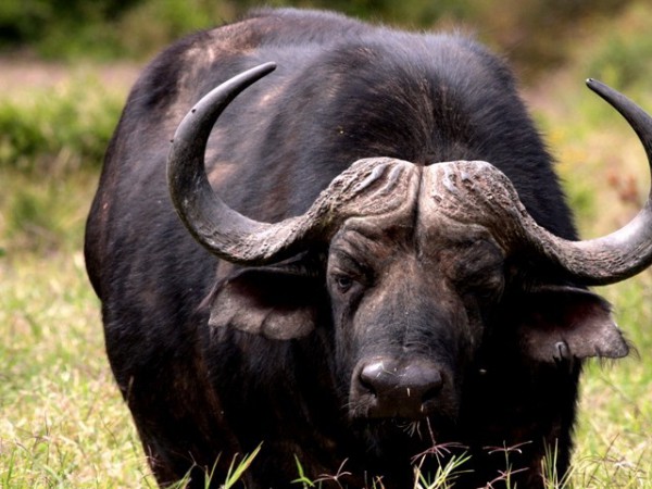 Man survives buffalo attack