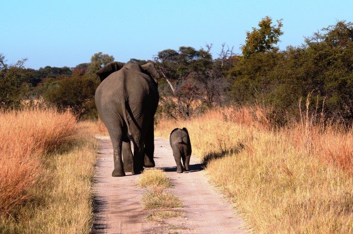 Elephant sale sparks firestorm in Zimbabwe