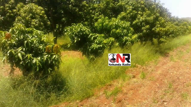 This is the result from last year (2014)' s pruning says Jonathan Bhasikiti