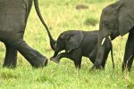 Zimbabwe government ‘going ahead with selling elephants’ File photo of a baby elephant Image by: Francis Garrard/ conservationaction.co.za/