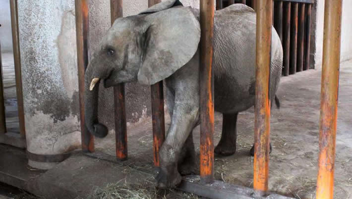 Zimbabwe to export 27 captured young elephants to vast China safari park