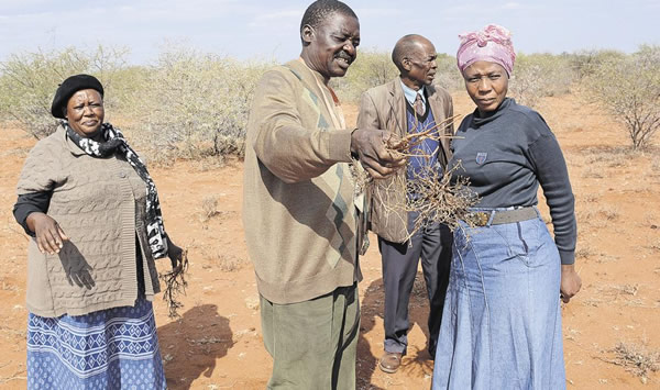 Chew this plant and propose love to any woman, she will say 'YES'