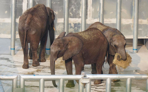 Pictures taken by a local wildlife charity activist of the elephants in quarantine pens at Chimelong Safari Park show young elephants in visibly poor conditions with protruding bones (Pictures by Chunmei Hu, a project manager with Nature University)
