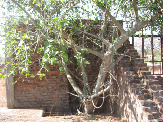 "While in the building, we came across a baobab tree that has miraculously grown from the foundation. It now obscures part of the complex, abandoned at window level." Nhau Mangirazi