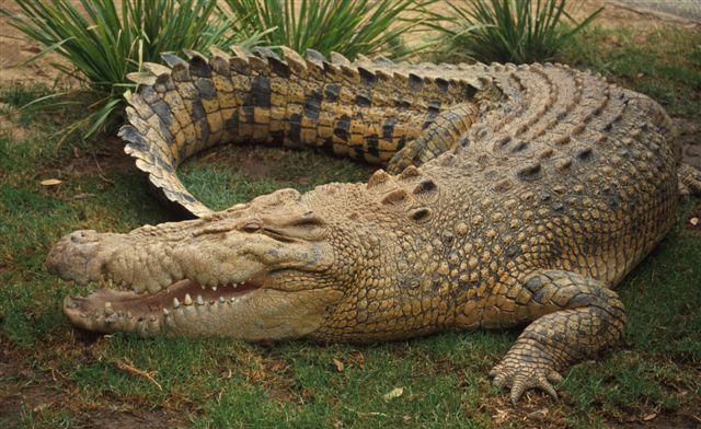 File picture of crocodile