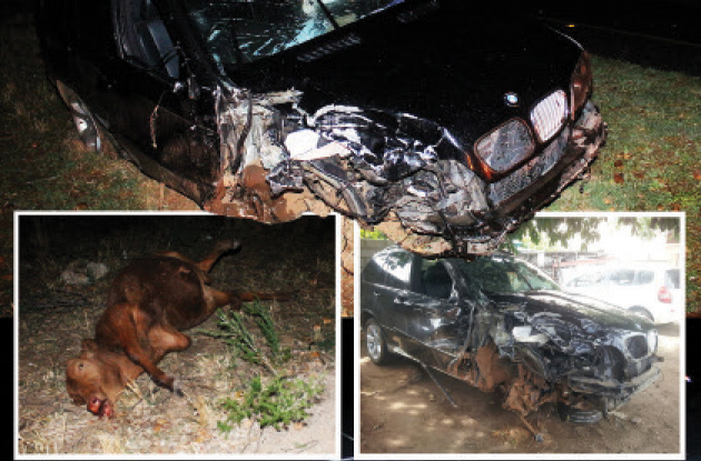 The wreckage of The Chronicle Editor, Mduduzi Mathuthu’s BMW X5 and the cow he hit before side-swiping with a Mitsubishi Colt truck along Plumtree Road on Sunday night.