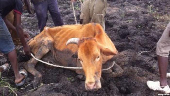 Hungry Zimbabwe villagers selling cattle for $30 to raise money for food