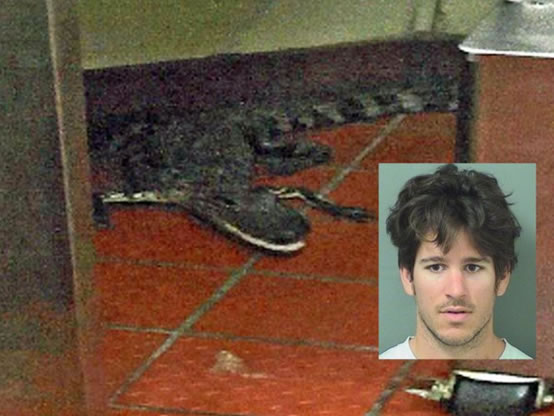 Man throws live alligator into drive-through restaurant