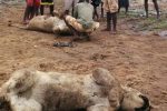 Three lions poisoned in Chipinge At least three lions that had caused havoc in Chipinge killing cattle were poisoned at the weekend and their carcases were found on Monday