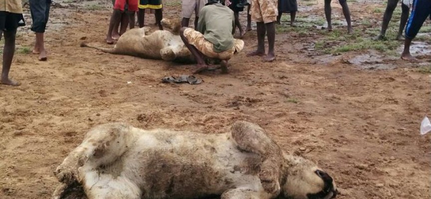 At least three lions that had caused havoc in Chipinge killing cattle were poisoned at the weekend and their carcases were found on Monday