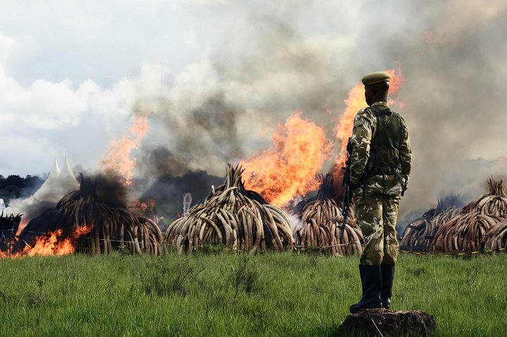 Kenya Wildlife Services (KWS) rangers stand guard around illegal stockpiles of burning elephant tusks