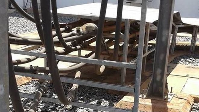 KenGen posted an image of the offending monkey, that survived