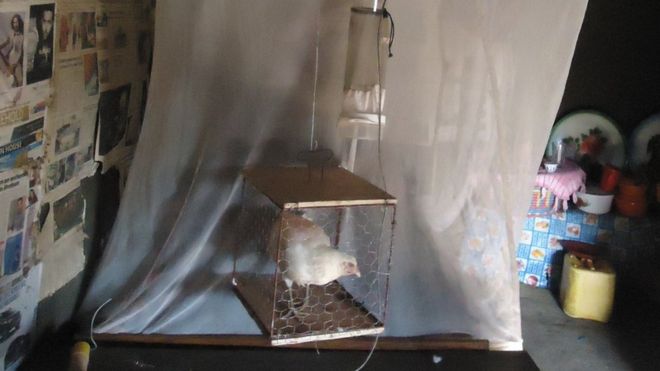 Live chickens as well as compounds extracted from chicken feathers were used in the experiments
