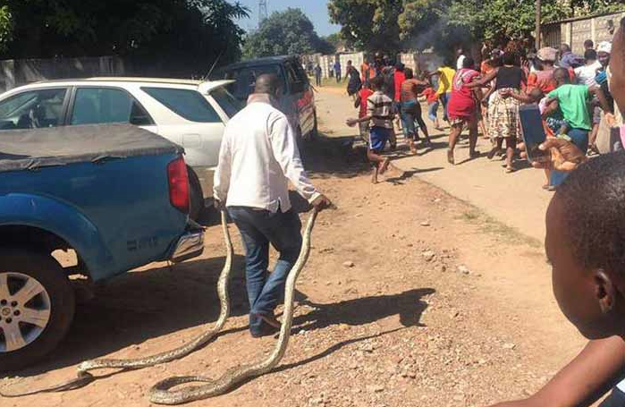 The self-styled prophet Alfred Mupfumbati, commonly known as Madzibaba Mateo, claims to be the one who assisted the man who features in the videos and pictures dragging two pythons along Gatawa Street in Budiriro.