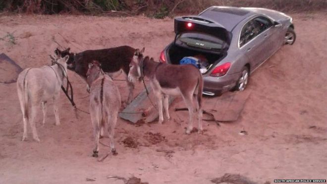South Africa police say they are investigating whether a syndicate is behind using donkeys to smuggle stolen vehicles (Picture by South African Police Service)