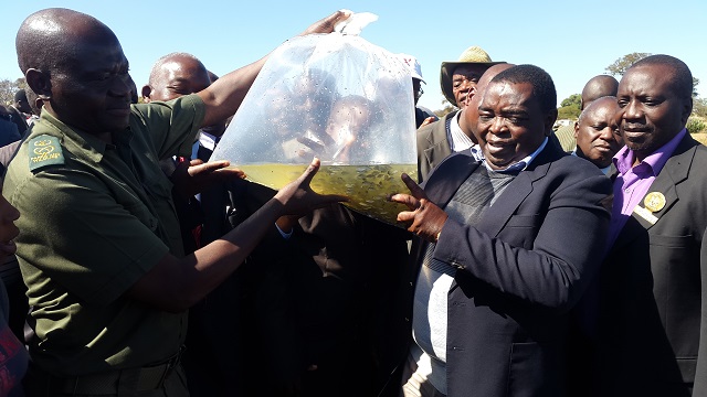 ZPWMA director of conservation Mr Arthur Mutsakwa (left) hands over fingerlings to the then Midlands Provincial Affairs Minister Senator Jason Machaya before they were stocked in Insukamini Dam in Lower Gweru