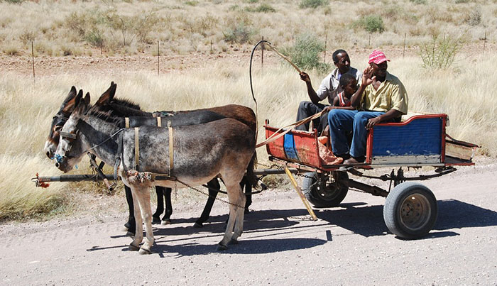 File picture of a donkey-drawn scotch-cart