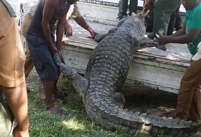 The crocodile with the missing man's remains