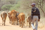 Beitbridge serial cattle thief gets further 21 years File picture of a man herding cattle (Picture by Mmegi Online)