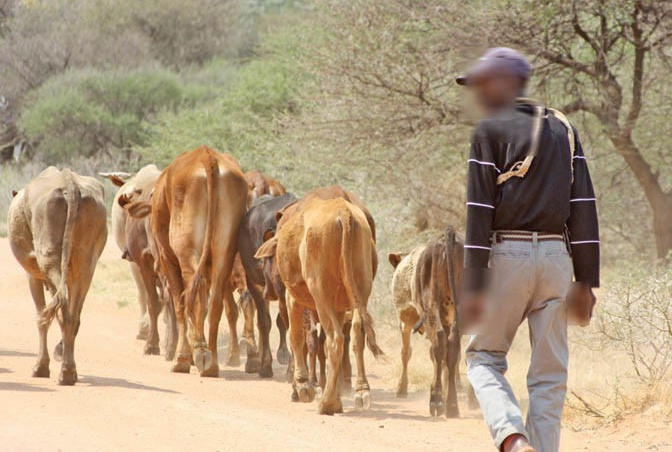 File picture of a man herding cattle (Picture by Mmegi Online)