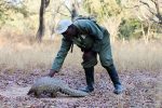 Nine years for possessing a pangolin A Zimbabwe game reserve guide pets "Marimba", a female pangolin weighing 22 pounds