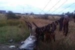Dog meat peddlers resurface in Bulawayo