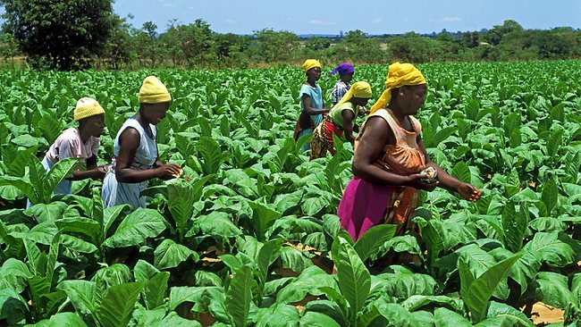 Tobacco farming business in Zimbabwe