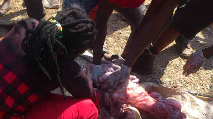 Redcliff residents disembowel a crocodile that was killed by Zimparks rangers in Kwekwe River on Tuesday